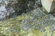 نمونه گیری از مزارع پرورش ماهی به منظور پایش مالاشیت گرین در شهرستان رابر
